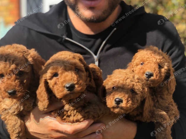 pedigree poodle puppies