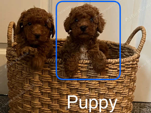 Kc registered toy poodle puppies for sale best sale