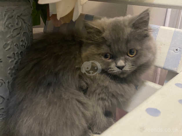 Chinchilla ragdoll hot sale cat