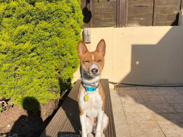 basenji girl or boy who will you choose