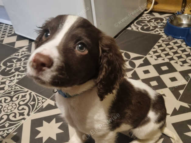 11 week store old springer spaniel