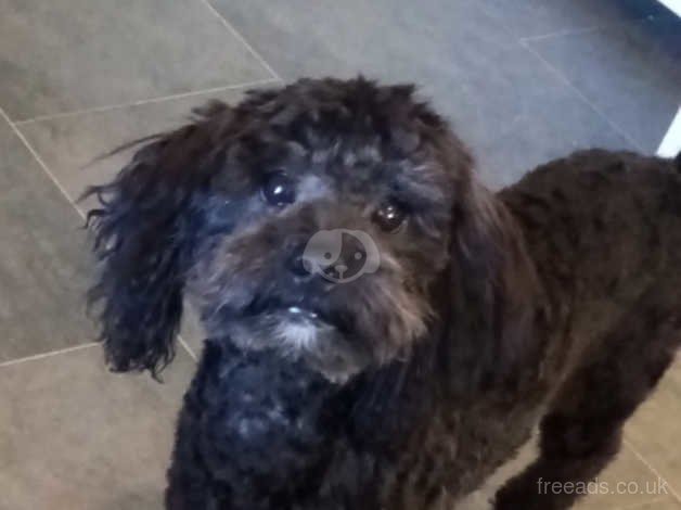 Beautiful Cockapoo Female in Mansfield NG20 on Freeads Classifieds ...
