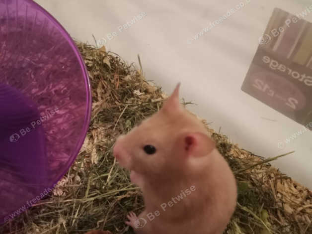 6 week old syrian sales hamster