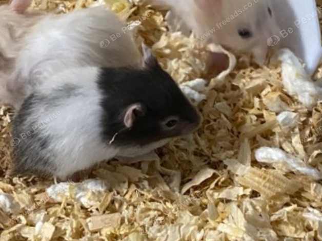 Black and white store hamsters for sale