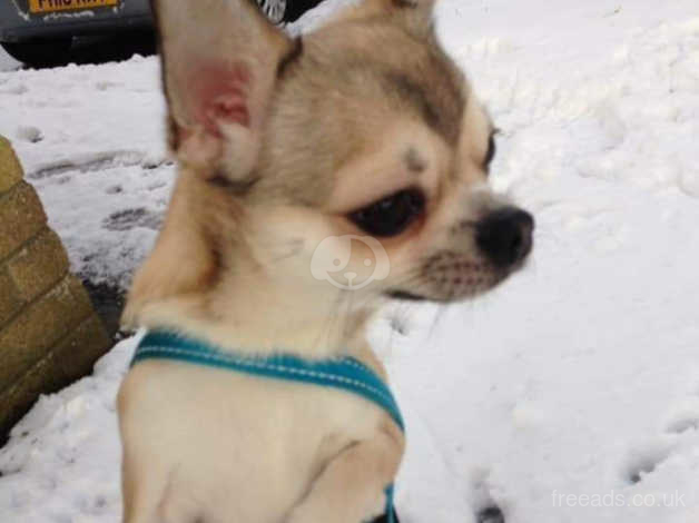 Proven K C Reg Shorthaired Chihuahua Stud Dog In Cardiff Cf14 On