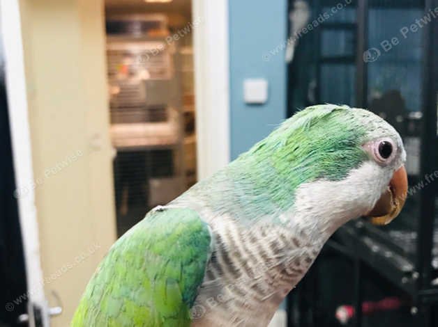 Turquoise Blue Quaker Talking Parrot in Nottingham NG4 on Freeads
