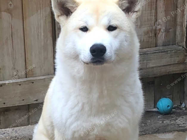 Beautiful Female Japanese Akita Innu 6 Months Old in Liverpool L8 on