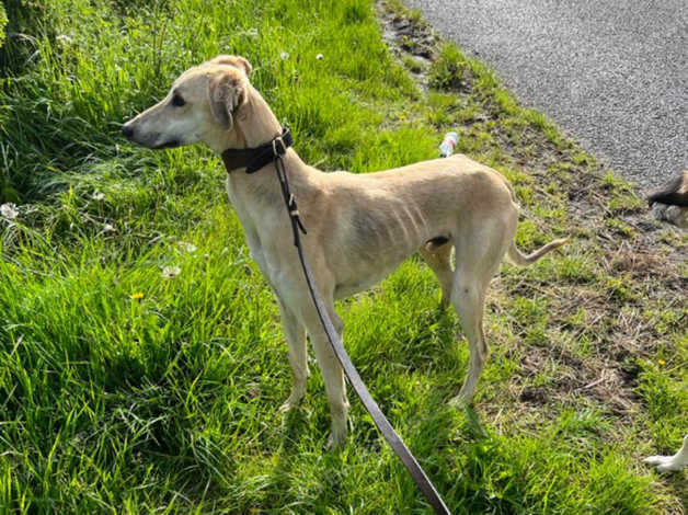 Saluki whippet hot sale for sale