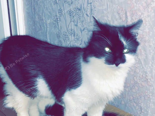 Long Haired Black And White Female Cat Need Rehomed In Stanley Dh9