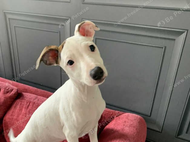 Staffy x whippet for hot sale sale