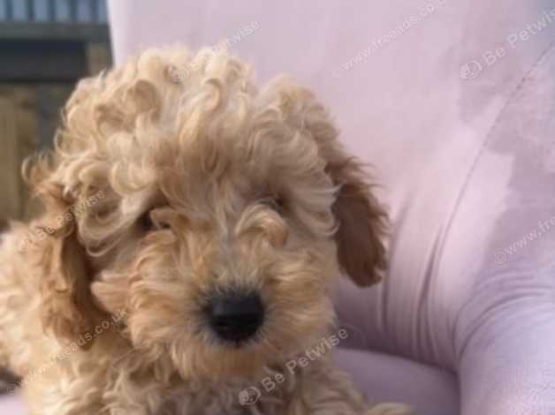 Toy store poodle blonde