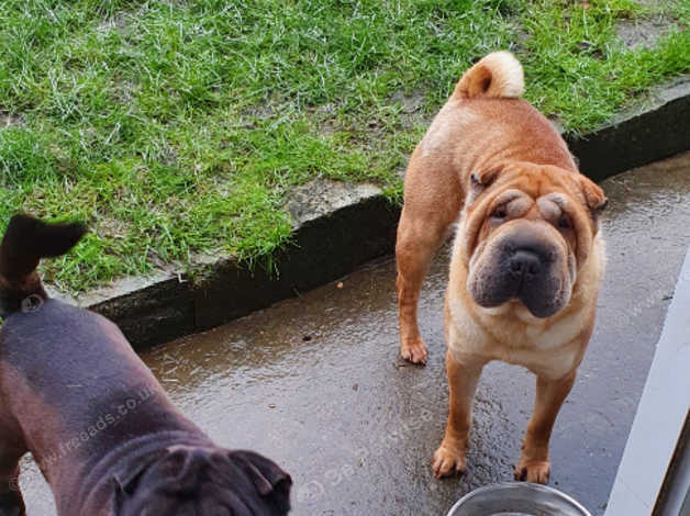 Boy And Girl Shar Pies 3 Years Old In Port Talbot Sa13 On Freeads Classifieds Shar Peis Classifieds