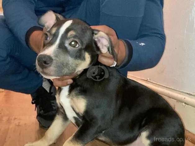 Black and tan staffy sales for sale