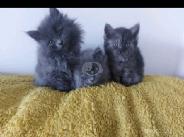 Russian blue best sale persian kittens