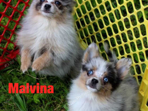 Merle Chihuahua Girls In Slough Sl1 On Freeads Classifieds