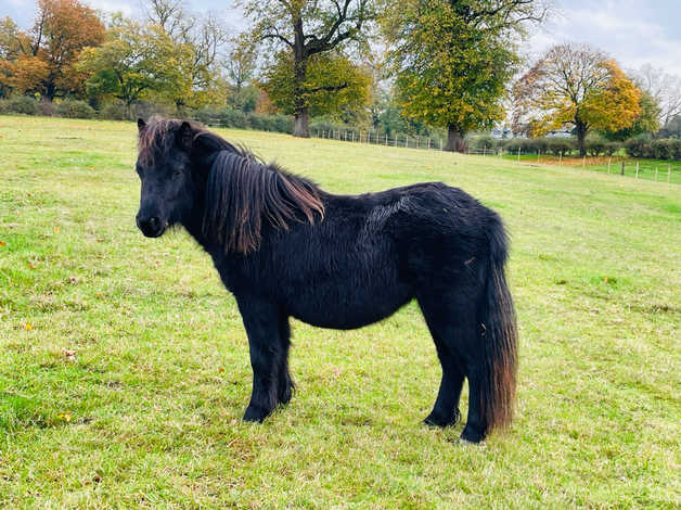 Pretty Shetland Pony 