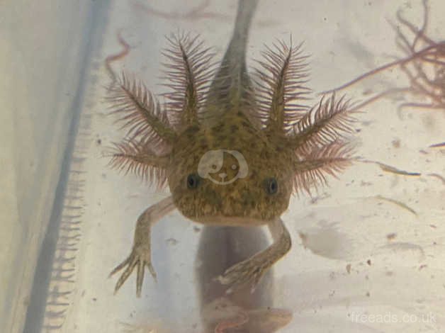 Axolotl Babies Can Be Shipped In Uk In Huntingdon On Freeads Classifieds Frogs Amphibians Classifieds