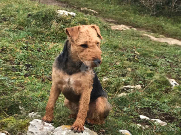 Lakeland terrier cheap for stud