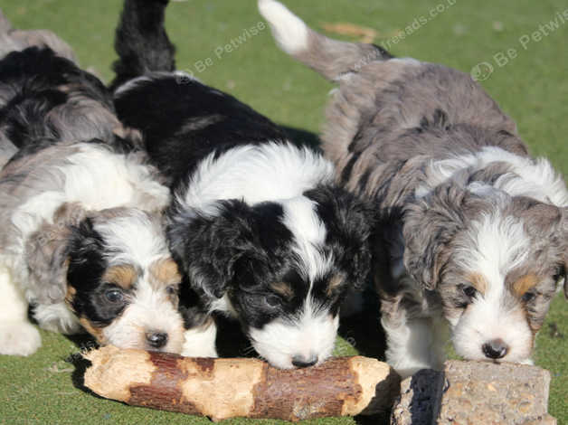 Border collie cross hot sale poodle for sale