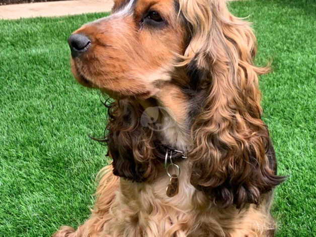 Sable cocker hot sale spaniel breeders