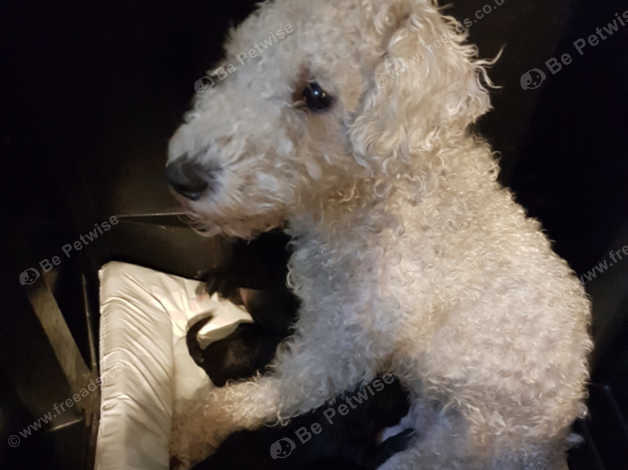 Bedlington rescue best sale dogs for rehoming