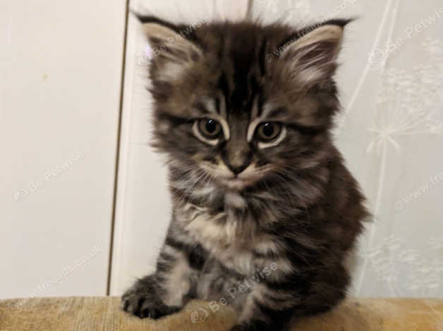 Beautiful Fluffy Maine Coon Kittens in Pencader SA39 on Freeads ...