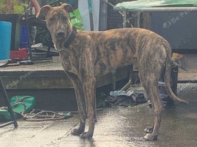 Greyhound X Bull in Maesteg CF34 on Freeads Classifieds - Mixed Breed ...