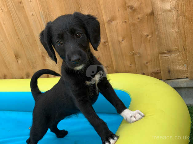 Saluki 2024 poodle mix