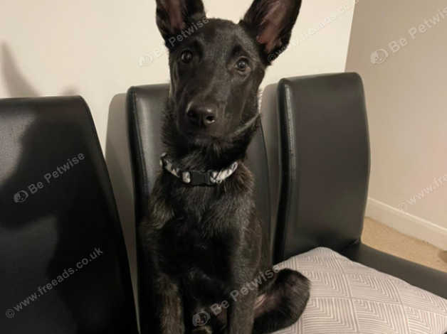 Dutch shepherd german shepherd mix best sale for sale