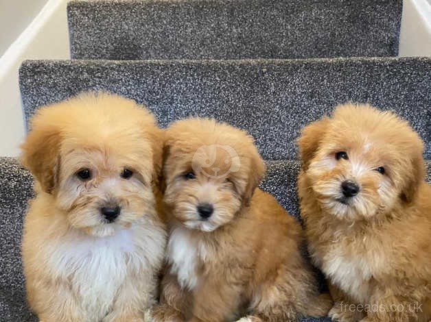 Oh Tanke blødende Coton De Tulear X Miniature Poodle Puppies Ready Now in Norwich on Freeads  Classifieds - Mixed Breed classifieds