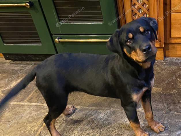 kc registered rottweiler