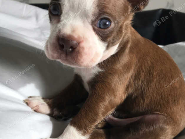 Boston terrier best sale cross staffy