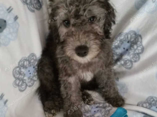 Pedigree bedlington store terrier puppies sale