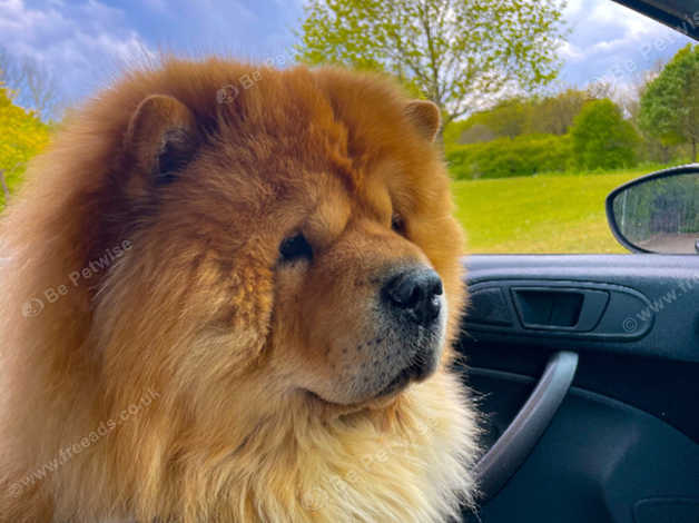 Champion best sale chow chow