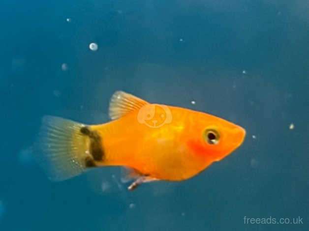 Group of 6 - Sunburst Mickey mouse Platy (Mix males and Females)