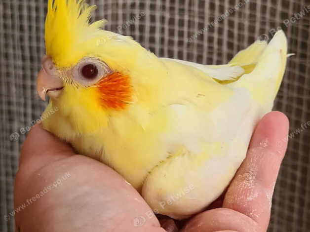 8 week best sale old cockatiel