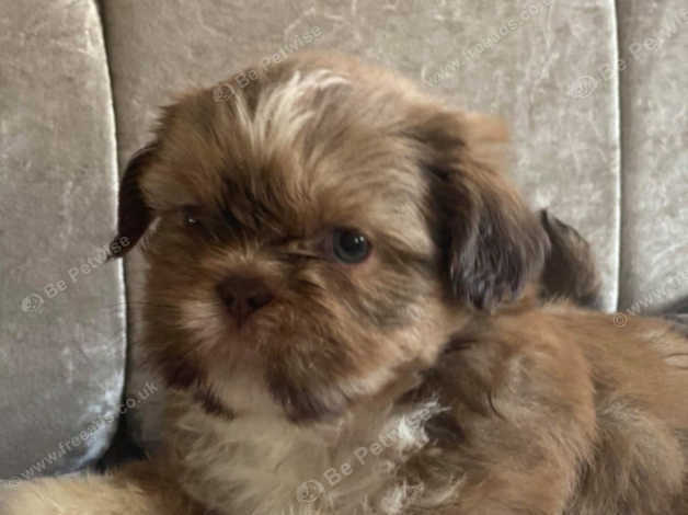 Karashishi best sale shih tzu