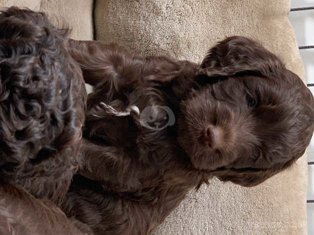 Cockapoo halifax hot sale