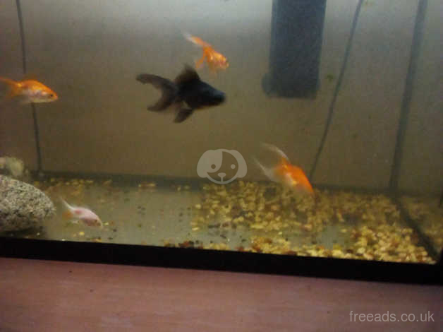 Goldfish hotsell tanks argos