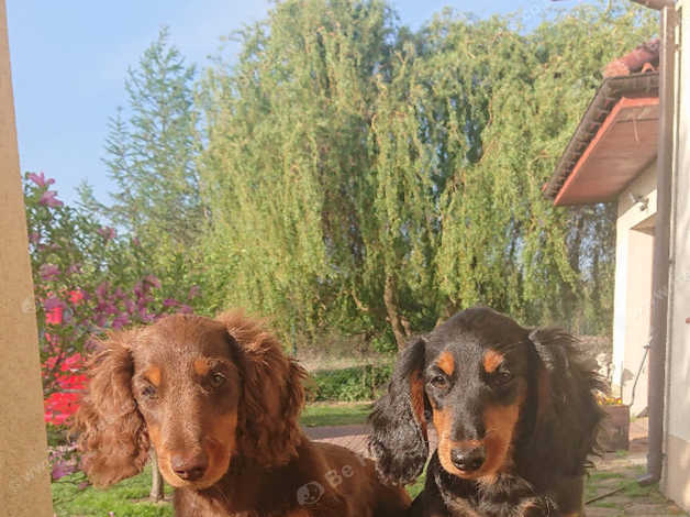 Mini Kc Chocolate Dachshund Miniature Long Hair In Swansea Sa1 On