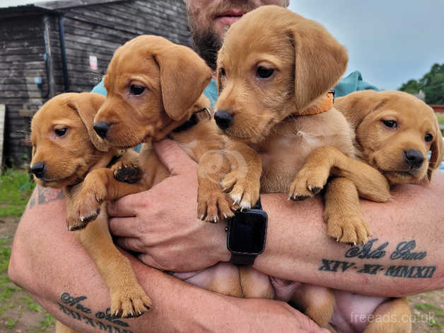 Vizslador puppy clearance for sale