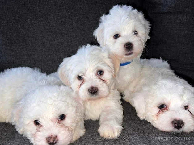 Bichon x maltese sales puppies for sale