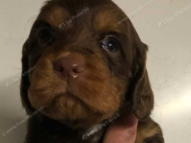 Chocolate cocker spaniel outlet for sale