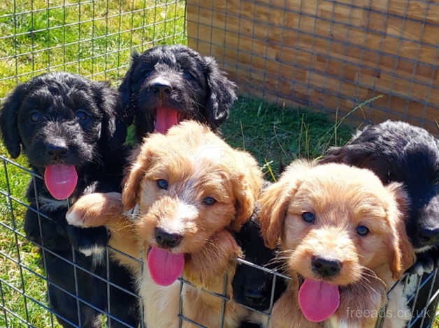 Gorgeous Bordoodle Puppies in Launceston on Freeads Classifieds - Mixed ...