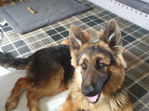 10 Months Old Long Haired German Shepherd in Bathgate on Freeads Classifieds - German Shepherds classifieds 10 Months Old Long Haired German Shepherd in Bathgate on Freeads Classifieds - German Shepherds classifieds