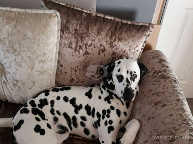 8 month sales old dalmatian