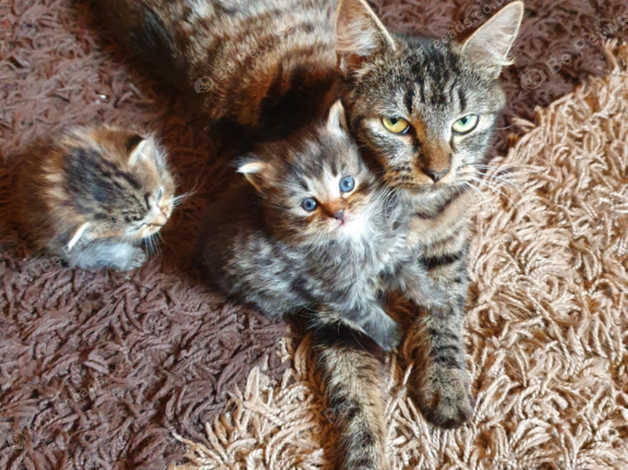 3 Gorgeous Fluffy Kittens. in Gloucestershire on Freeads Classifieds ...