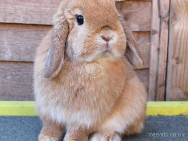 Adult deals mini lop