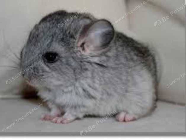 Baby chinchilla for store sale