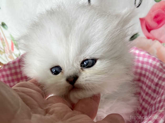 Chinchilla clearance cat baby